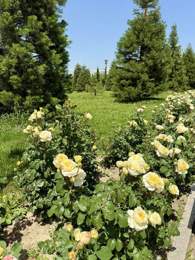 Spring Roses at Independence Square, Dushanbe