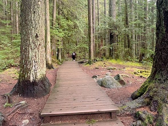 트와일라잇촬영지로 알려진 Vancouver에 위치한 Lynn Canyon park