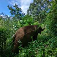 Elephants in Chiang Mai 