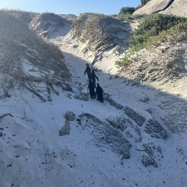 Boulders penguin sanctuary 