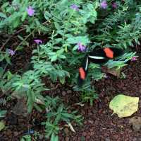 Monteverde butterfly gardens 🦋🦋