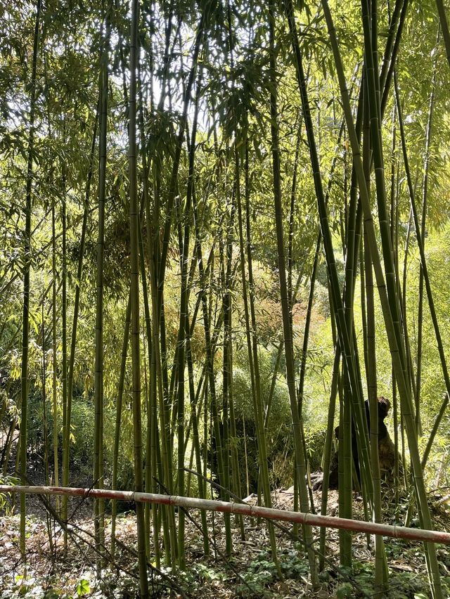 【ジョージア🇬🇪/自然豊かな巨大な植物園 】
