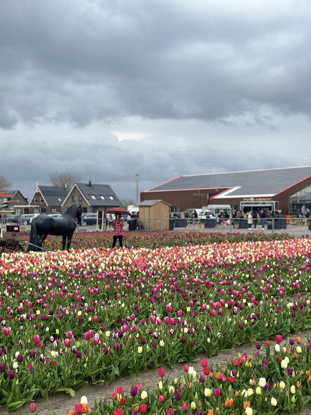 More Closer Experience with Tulips & Daffodil