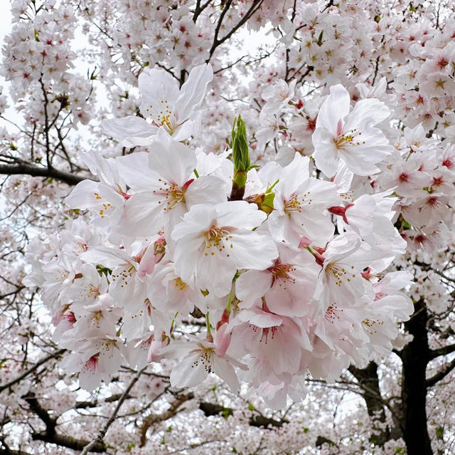 Cherry blossoms in Fukuoka 🇯🇵