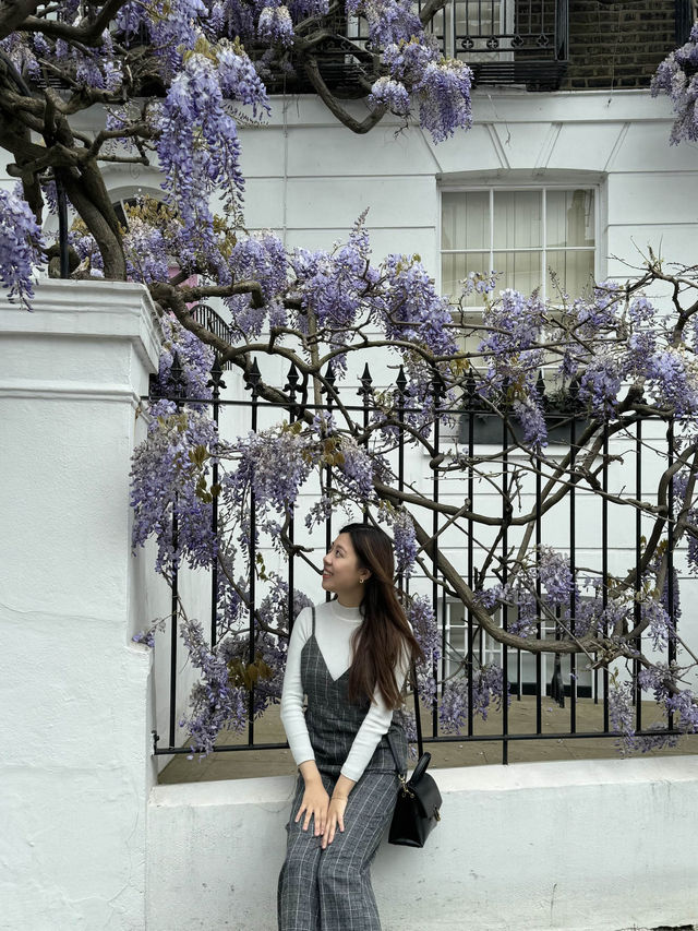 💜🇬🇧倫敦Notting Hill的紫藤花：春日裡的浪漫篇章 🌿💜