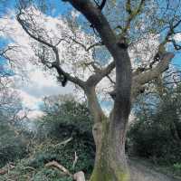 Embarking Epping Forest without escaping London