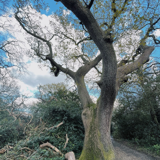 Embarking Epping Forest without escaping London