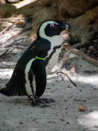 ZooTampa at Lowry Park 🇺🇸