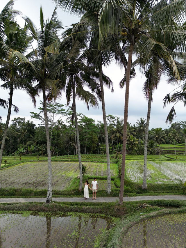 Banjar mancingan Rice trekking