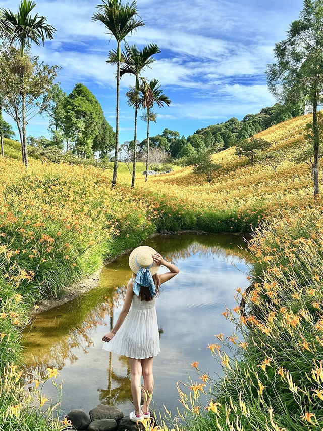 적과산 금침화해 🍂 赤柯山金針花海
