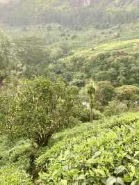 The Aroma of Munnar 