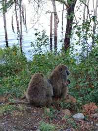 Lake Nakuru National Park, Kenya