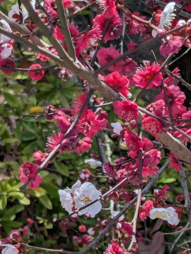 Blooming season in Shinjuku Central Park