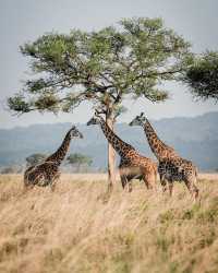 Northern Circuit Safaris