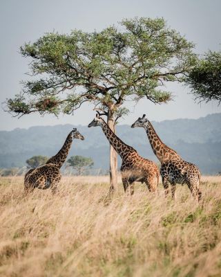 Northern Circuit Safaris