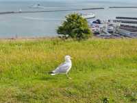 Standing at the Edge of England: The Majestic White Cliffs of Dover