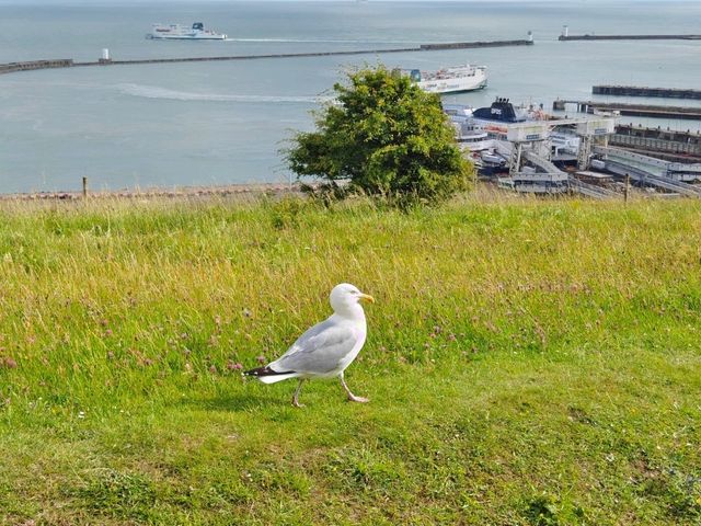 Standing at the Edge of England: The Majestic White Cliffs of Dover