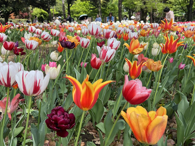【横浜公園】