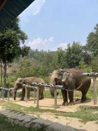 Truly Ethical Elephant Sanctuary in Chiang Mai