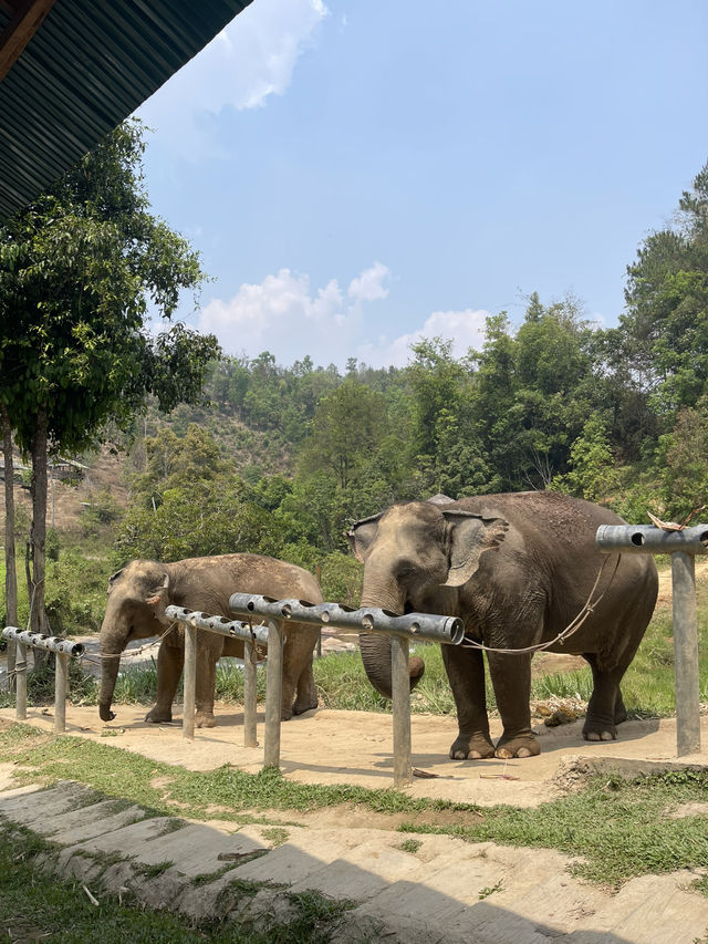 Truly Ethical Elephant Sanctuary in Chiang Mai