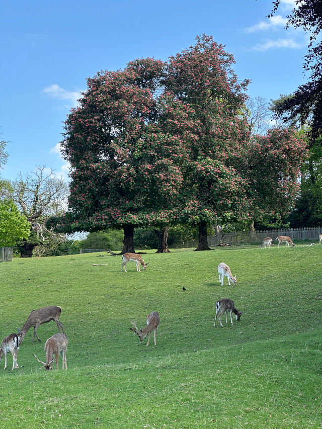 Scenic and historic Calke Abbey