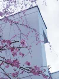 大阪直飛東北：船岡城址公園之花之丘 