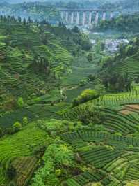 ⛰️ Mengding Mountain – The Ancient Cradle of Chinese Tea