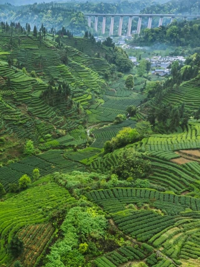 ⛰️ Mengding Mountain – The Ancient Cradle of Chinese Tea