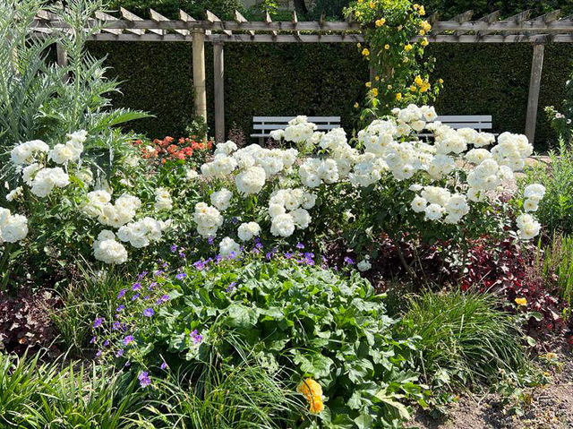 🌹✨ A Blooming Dream: Rose Garden of Baden-Baden, Germany 🇩🇪🌿   🌹✨ A Blooming Dream: Rose Garden of Baden-Baden, Germany 🇩🇪🌿