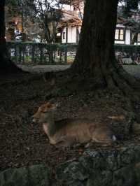 Deer Park Escape🦌