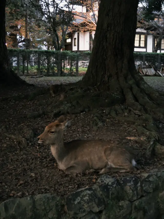 Парк оленей: побег в Нару