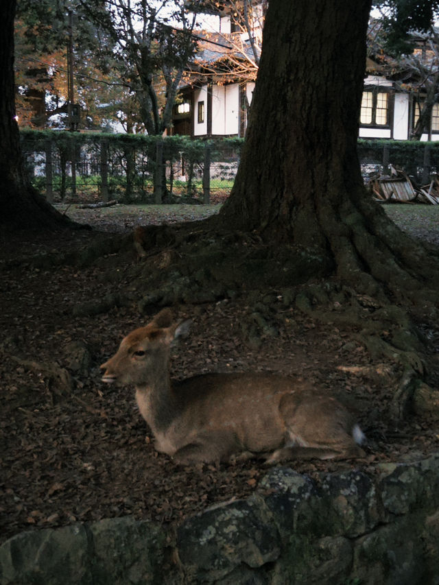 Deer Park Escape🦌 Deer Park Escape🦌