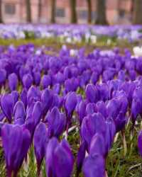 Colorful spring 🍀 - Yorkshire