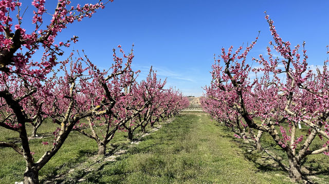 Stroll through Aitona, the flower town of Lleida province in Spain.