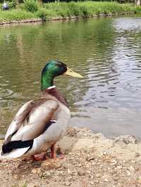 Clissold Park - London