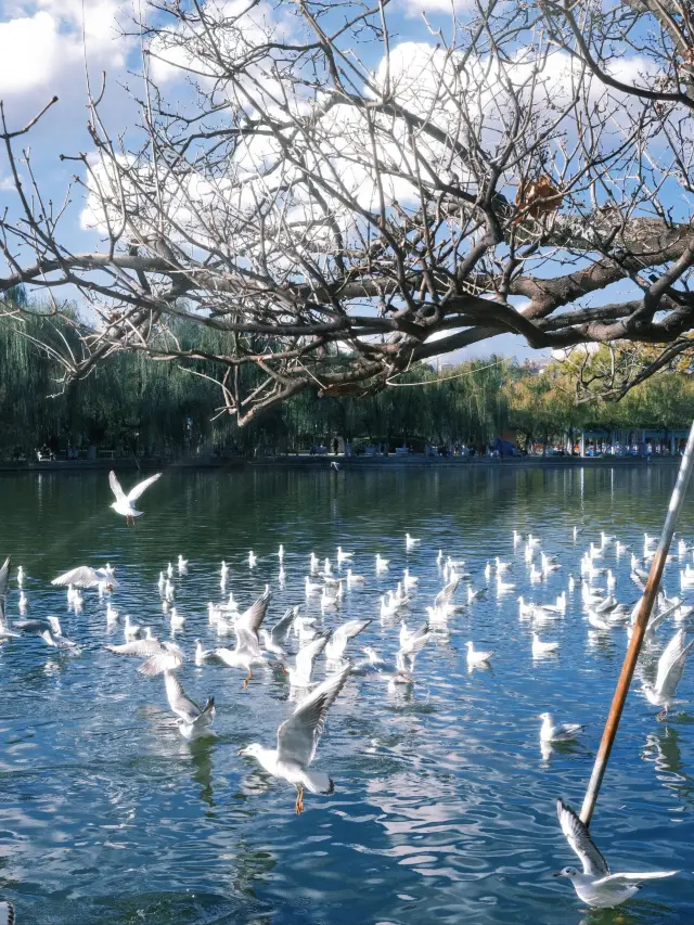 The lake and the seagulls, complement each other, the afternoon of the Cui Lake