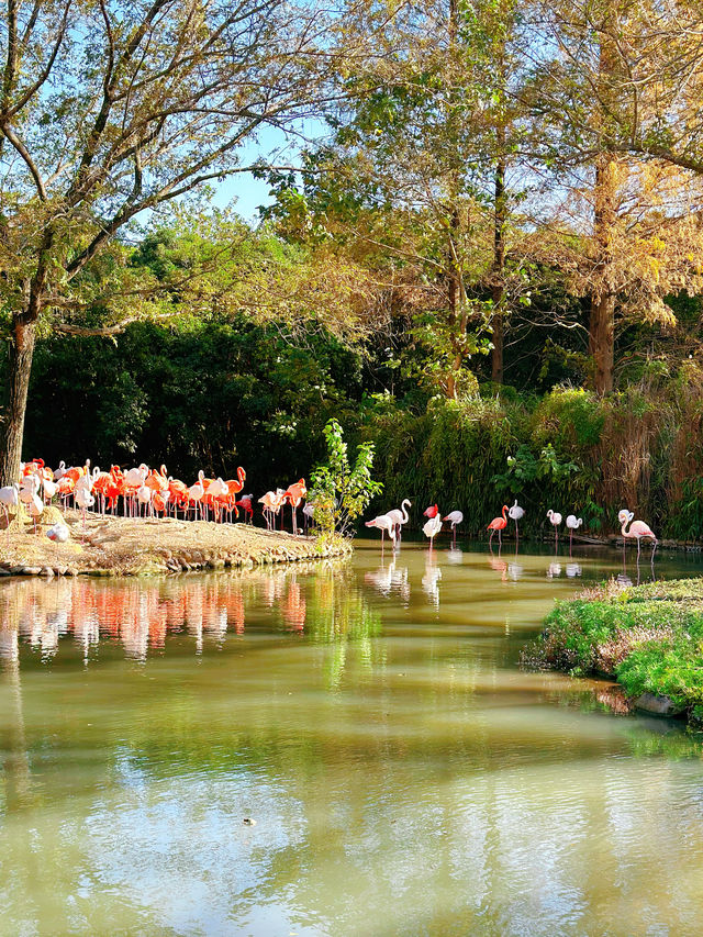 上海野生動物園一日遊超詳細攻略，碼