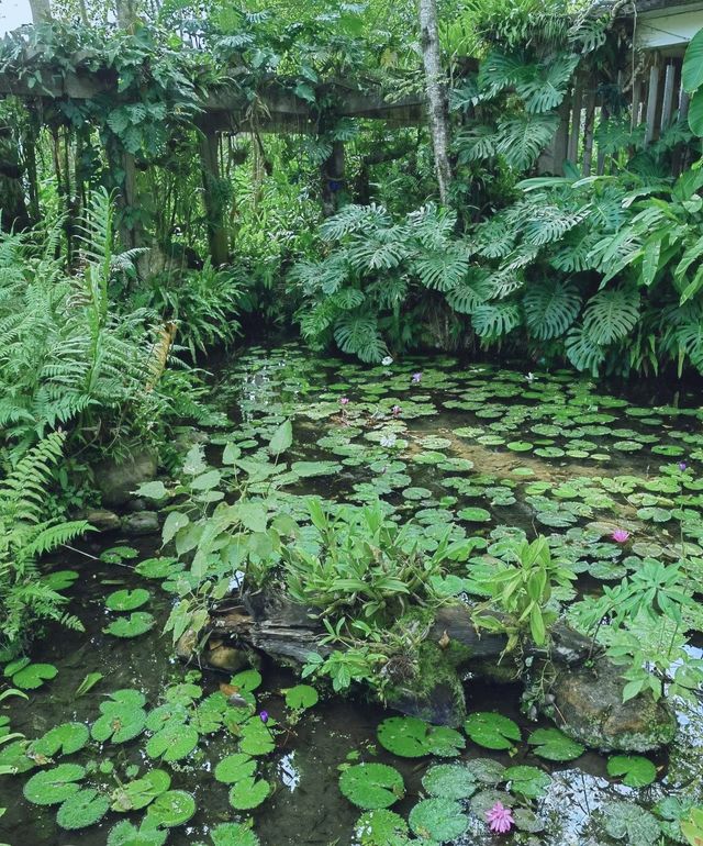 雲南|中科院植物園