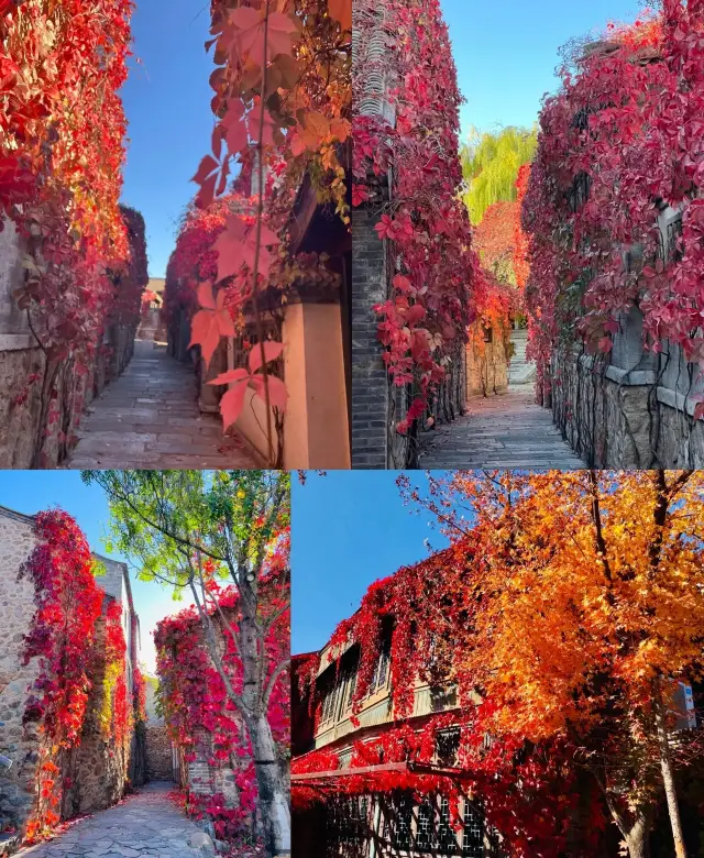 The most beautiful season in Gubei Water Town, you must not miss it, otherwise you will regret it!!