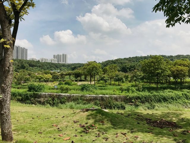 世界最大的藥用植物園!原來就在廣西!