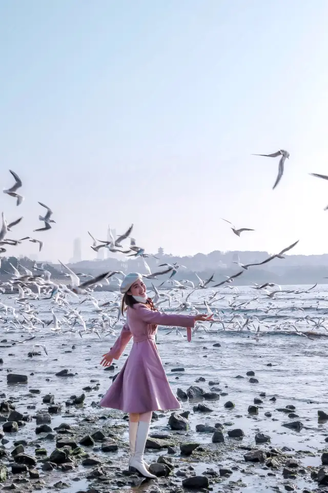 Visited the Zhanqiao Pier 10 times! Summarized the best time to see seagulls! Attached with a guide