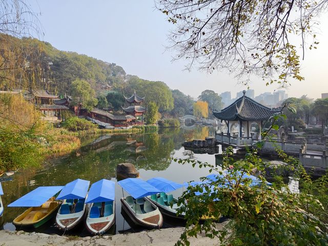 小寒節氣西山公園賞蠟梅