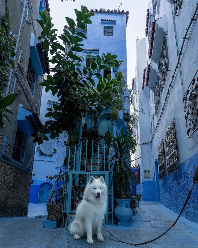 A polar bear in the blue city Chefchaouen 💙😍 This was Felix’ first time in Africa 🇲🇦