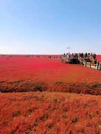 遼寧盤錦紅海灘，紅色的海洋