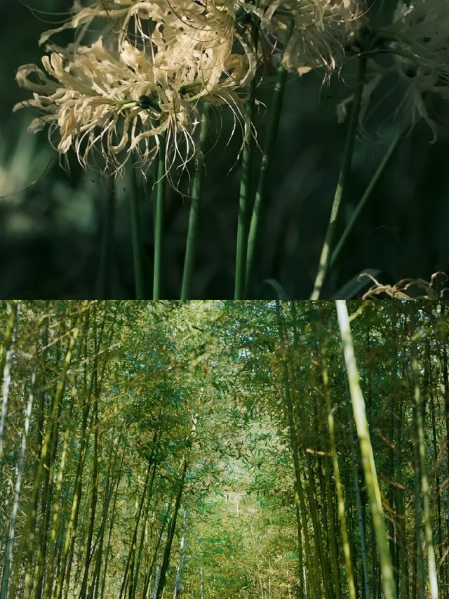 上海寶藏小眾新式古風園林 上海寶藏小眾新式古風園林
