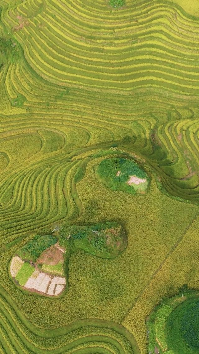 地點：桂林龍脊梯田風景區  時節：一年一季的豐收時節  景觀：黃色的衣裳，即將