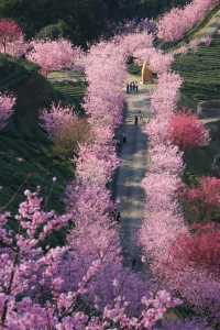 不用去新疆，在梅縣就能看的茶田櫻花