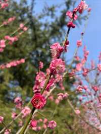 蘇州春日踏青，抓住梅花的尾巴