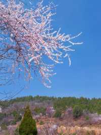 鄭州這個杏花山村快沖錯過再等一年