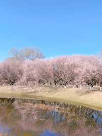 奧森北園賞桃花